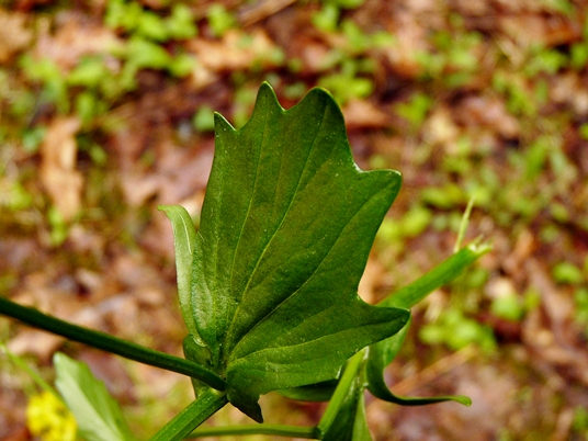 {Barbarea vulgaris}